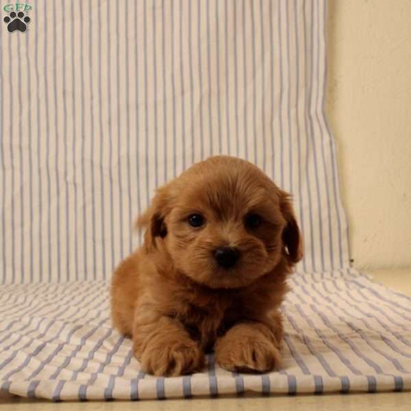 Kyle, Maltipoo Puppy